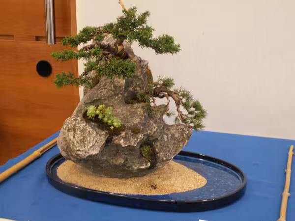 Expo 220406 bonsai incruste sur pierre