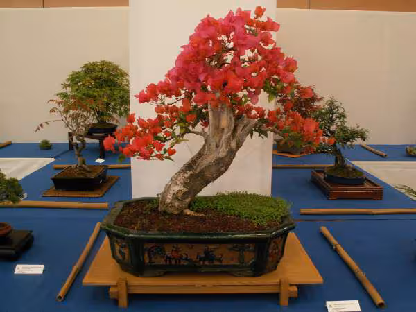 Expo 220406 bougainvillier