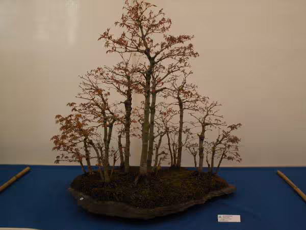 Expo 220406 foret d erable