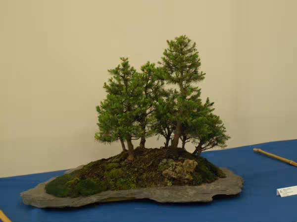 Expo 220406 foret de meleze