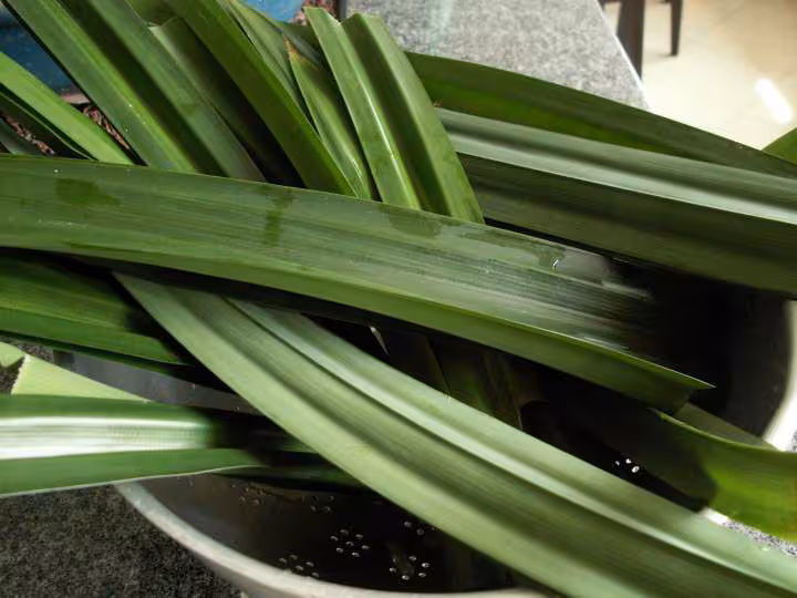 Feuille baiteuil