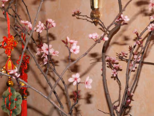 Prunus dans l entree