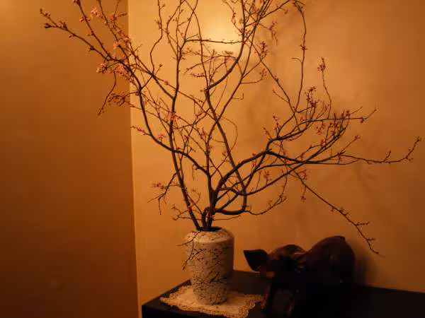 Prunus dans la salle a manger