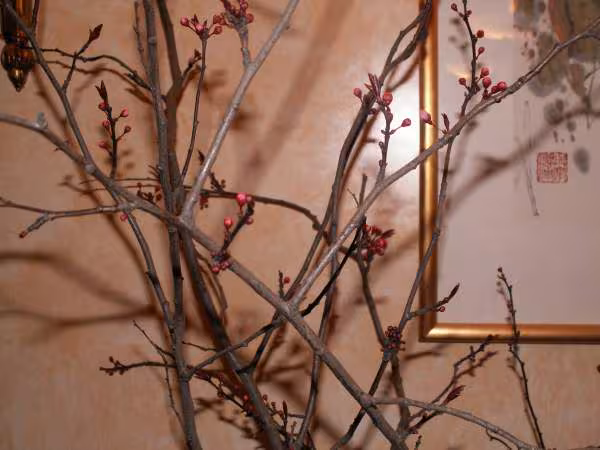 Tet 2006 les fleurs prunus