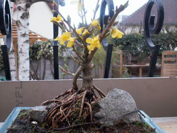 Une sorte de forsythia je crois