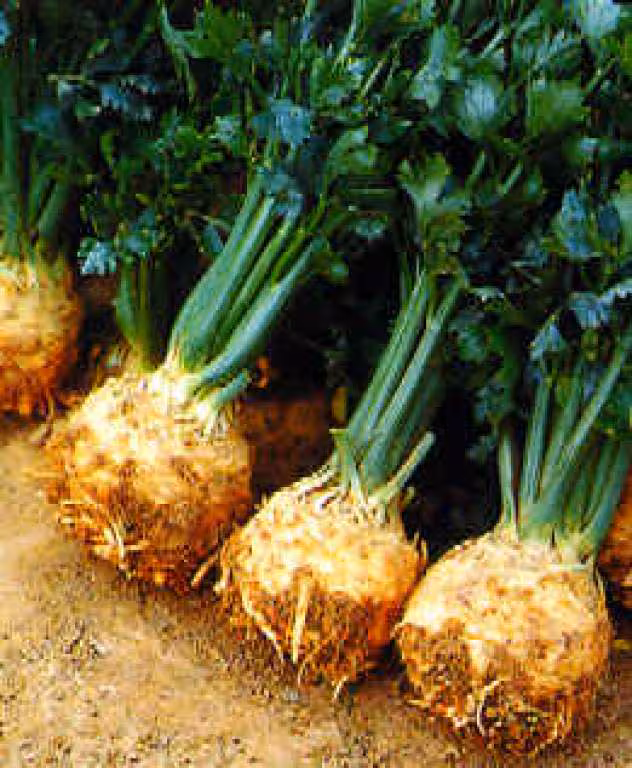 Celeri