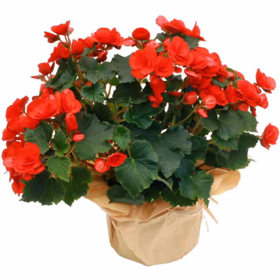Begonia x tuberhybrida