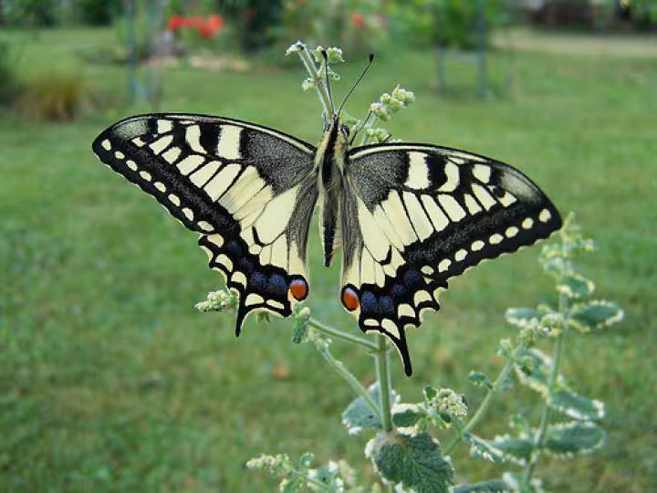 Papillon