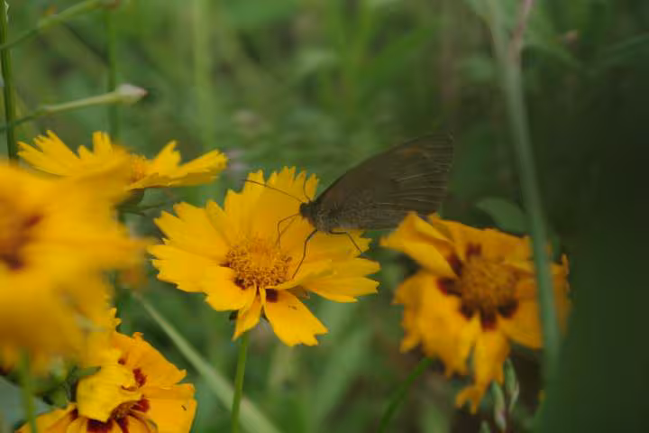 Papillon