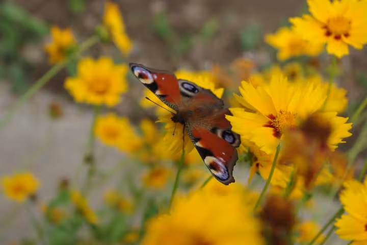 Papillon