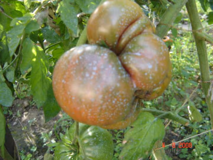 Tomate