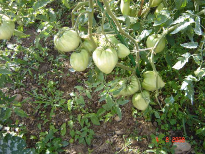 Tomates