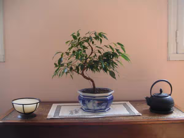 Bonsai july