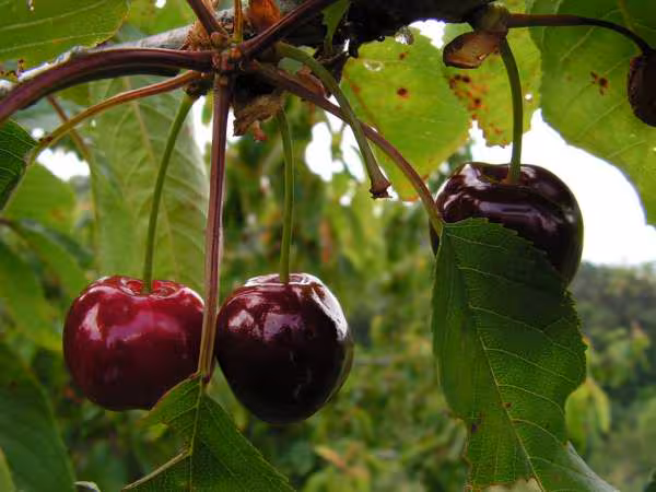 Cerises du jardin