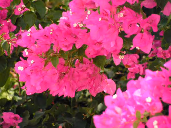 Massif de bougainvillee