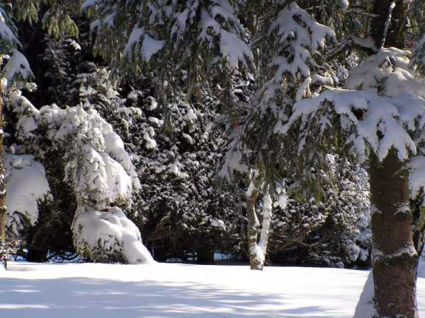Mon jardin au 7 mars 06