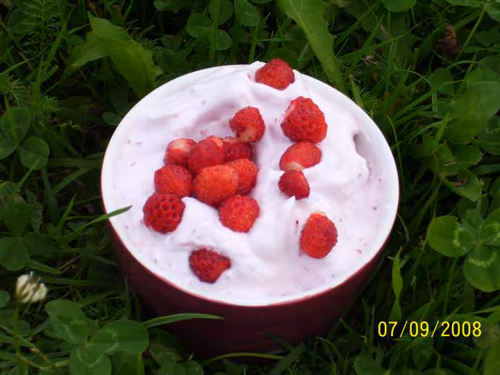 Fraises des champs