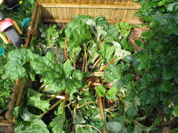 Rhubarbe pietinee