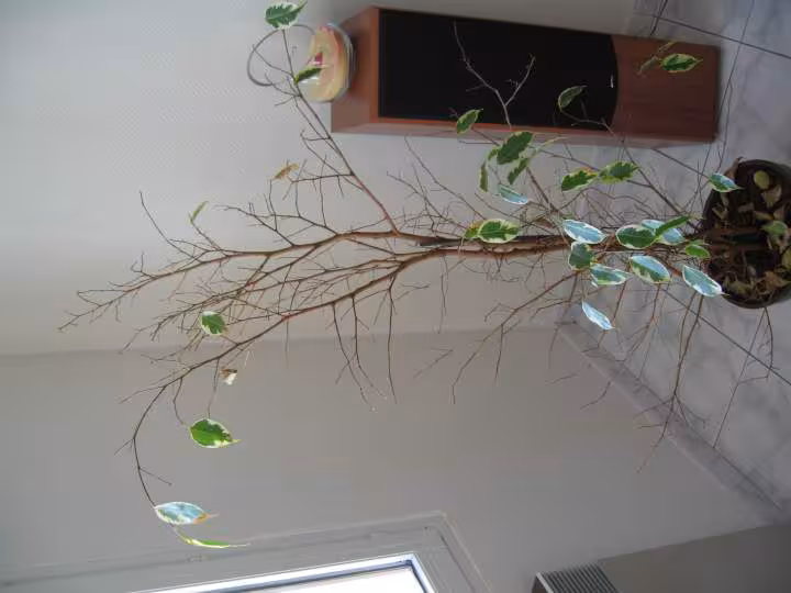 Ficus