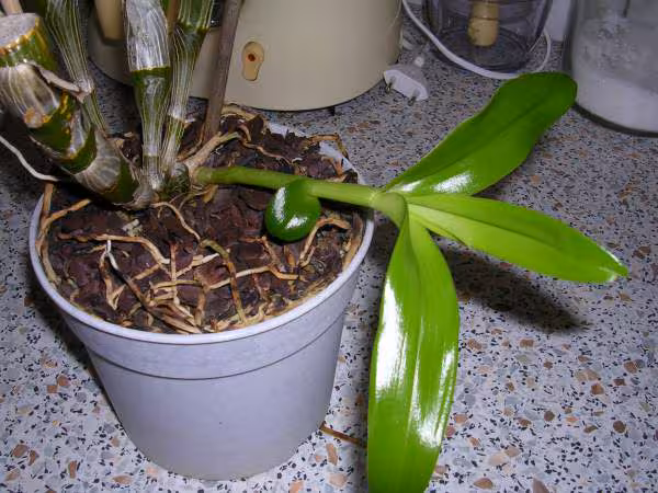 Dendrobium 2