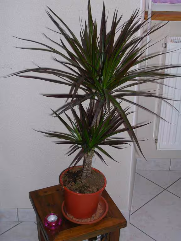Mon beau dracena