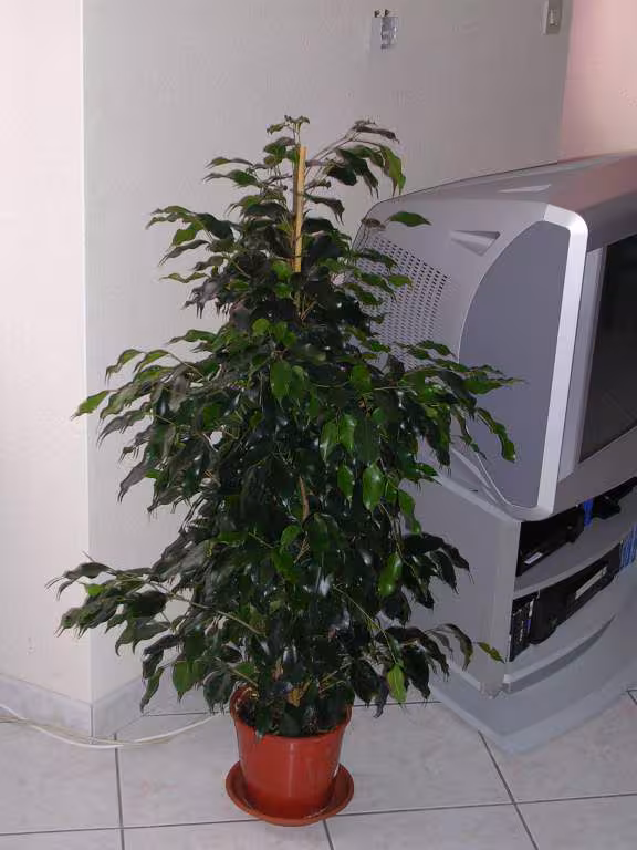 Mon ficus danielle