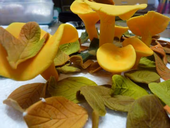 Girolles pate a sucre et feuilles d automne