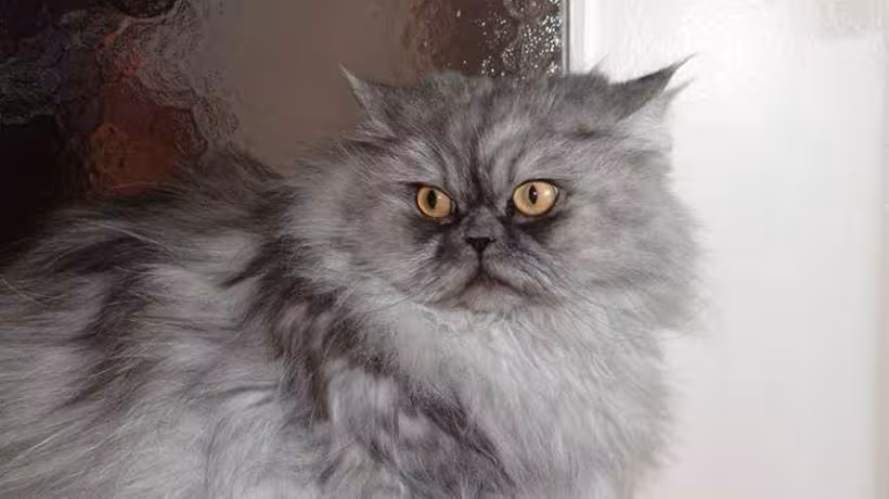 Ma doudou