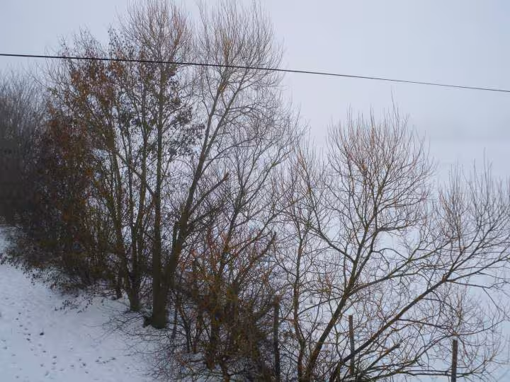 Brouillard et neige