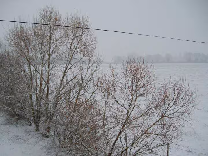 Cet apres midi