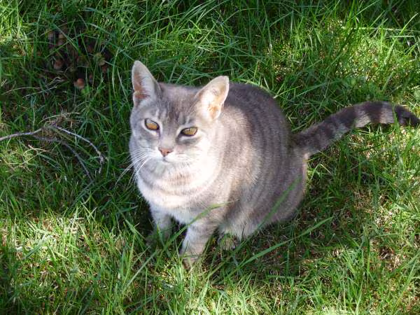 Chatte candy dans l herbe