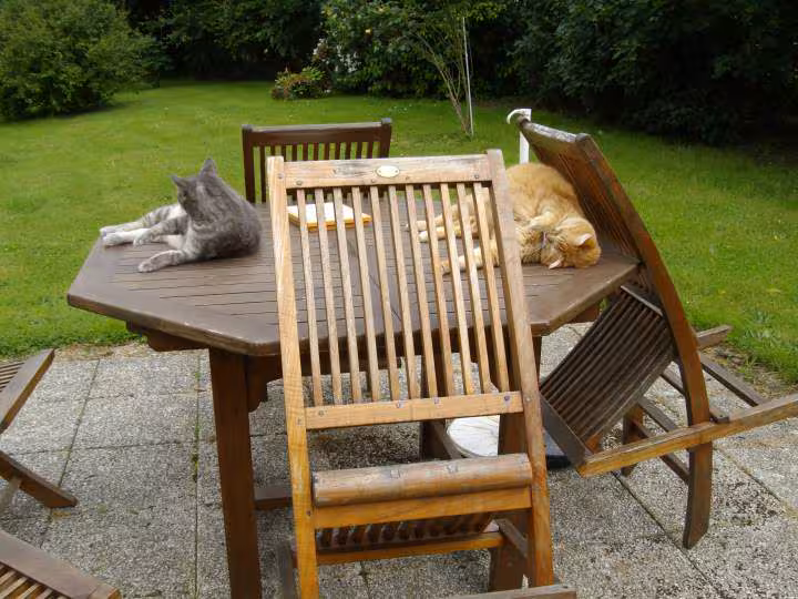 Chattes en pleine activite sur la table d exterieur
