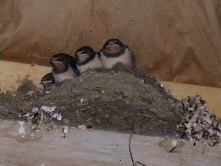 Hirondelles au nid