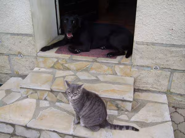 Mes deux gardiens tres feroces