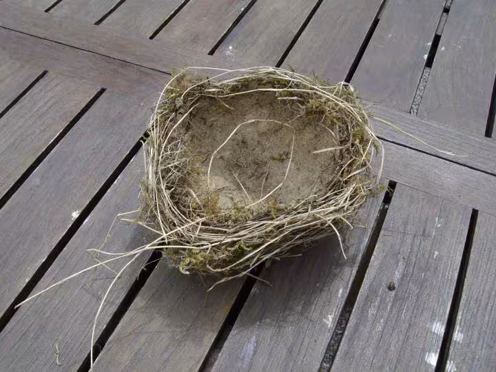 Nid interieur comme du papier mache ou une balle de tennis