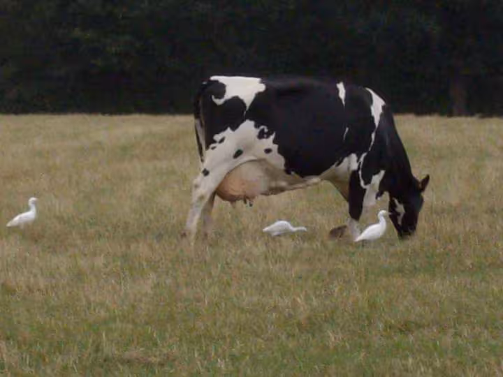 Oiseaux et vaches