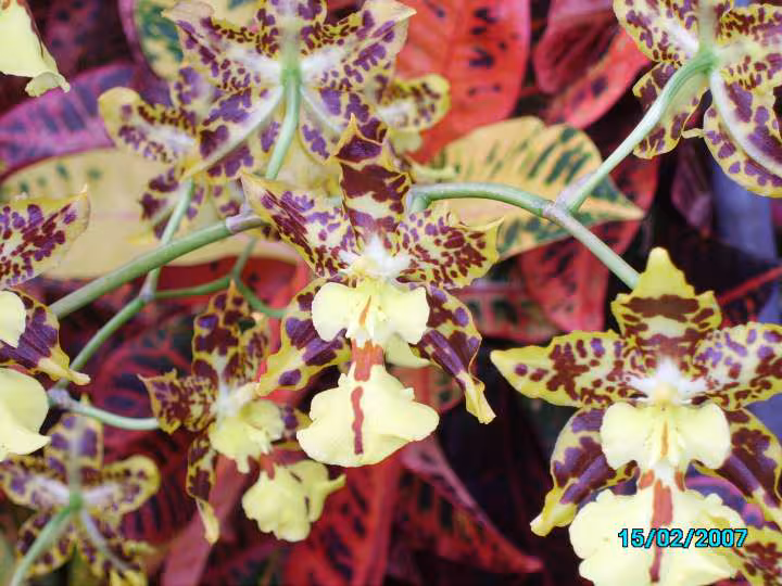 Orchidee
