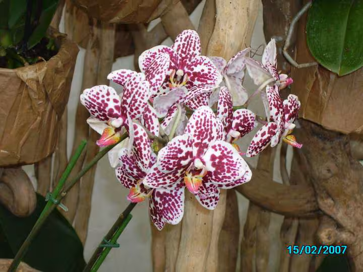 Orchidees phalaenopsis