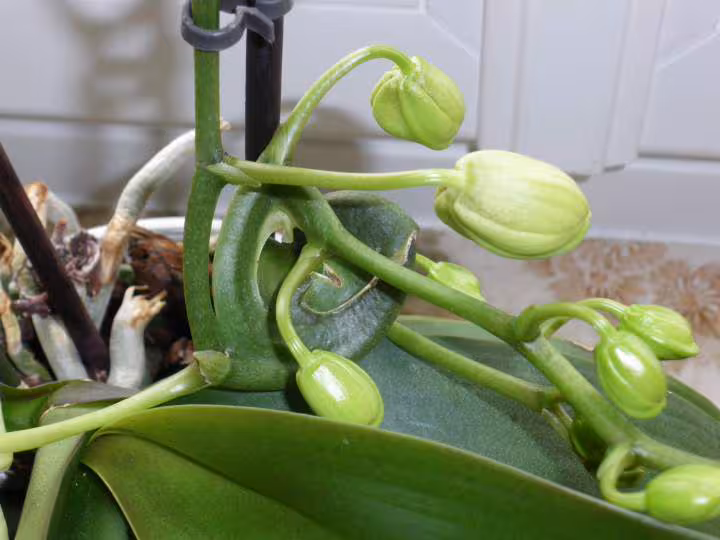 Phalaenopsis