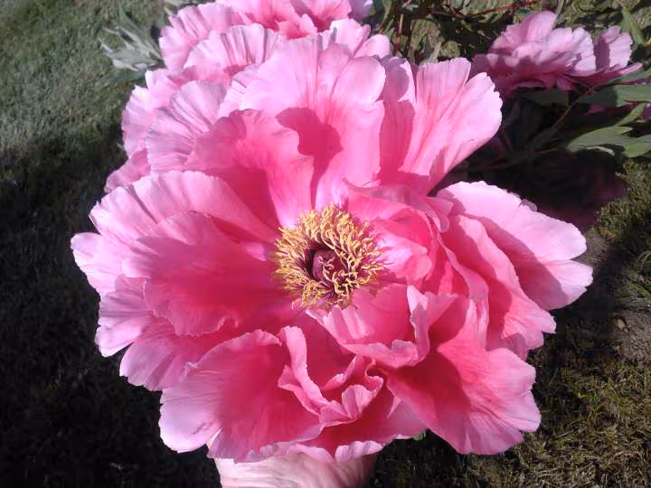 Pivoine en arbre du jardin