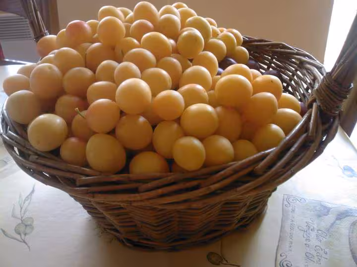 Prunes de prunus