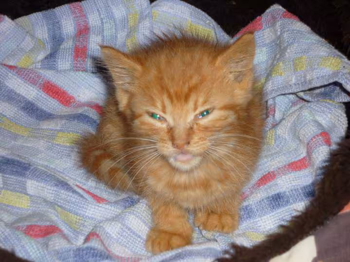 Caramel