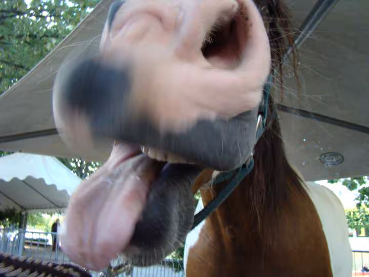 Hihihihi