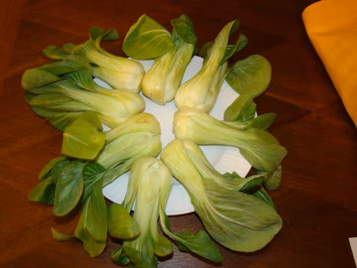 Shanghai pok shoi