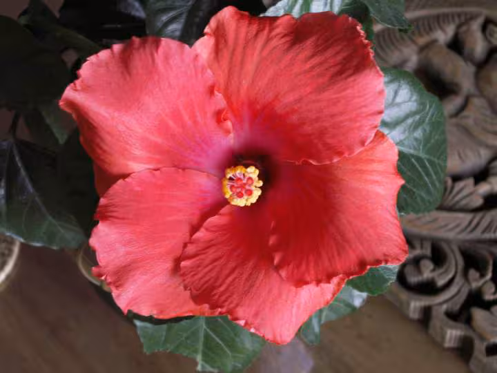 Hibiscus