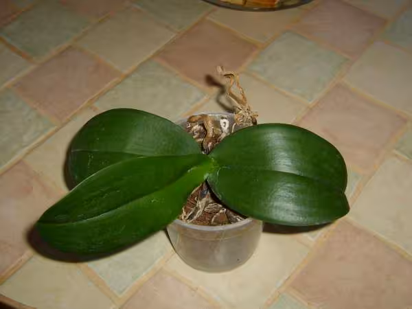 Orchidee