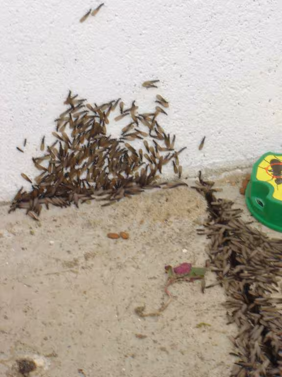 Un essaimage de fourmis