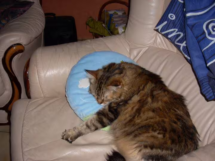 Sherkan mon chat