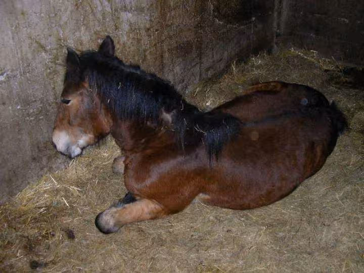 Tom notre nouveau bebe