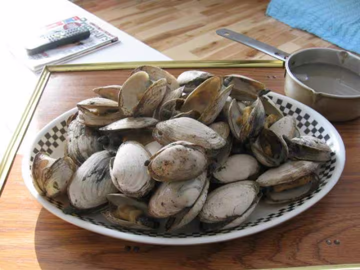 Clams avec leurs coquille